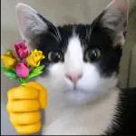 Animais com Emoji de Flor 🌹