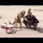 Monkey