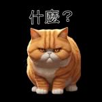 可愛的橘色肥貓!