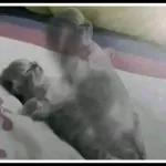 perritos