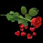 أسعد
صباحكم
بالخيروالمسرات