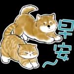 柴柴與貓咪 pack2