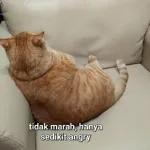 konto..