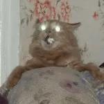 Broken Cats