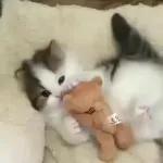 Video Cats