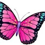 butterfly🥰
