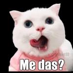 gatitos