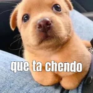 que ta chendo - getsticker.com