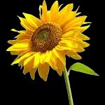 flowers, hope you like them!