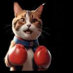 拳擊貓咪的日常喔喔叫