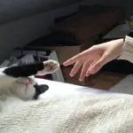 Meow
                            ƐℓεѕιƧ 🍪