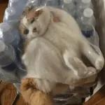 Broken Cats