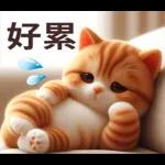 呆萌小橘猫
