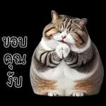 แมวถังแกสอ้วนตุ้บ 03