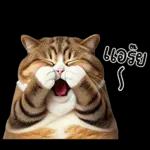 แมวถังแกสอ้วนตุ้บ 03
