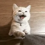 CAT-GIFS.com