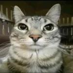 gatos 