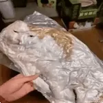 No compre gatos en línea🐱🙏🏻