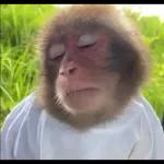 STAR WARS A NEW HOPE