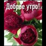 прив