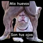 chayane