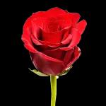 best wish for you