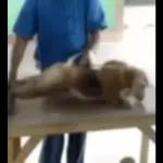 Monkeys
                            Get buck