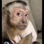 monito 