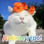 Доброе утро.