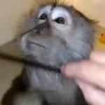 Monkeys
                            Get buck