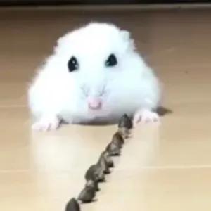 lbIMQq