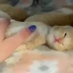Pussy Cats