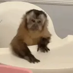 ¿Dónde está mi comida?