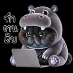 แมวดำ ฮิปโปแคระ