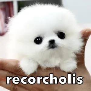 recorcholis - getsticker.com