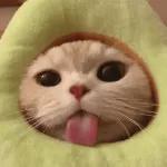 kucing ngambek 
