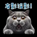 起肖貓貓★台語卡唬爛!