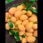 ُlqmat al qadi