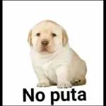 No puta