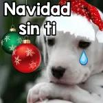 queee！feliz navidad🎄🎁