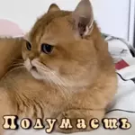 стикеры 