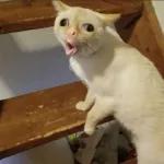 I love you THISssssss much