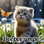 чики бамбони