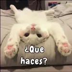 gaticos