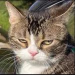 Assalamualaikum
Semua!
caphio.com