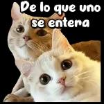 Estas muy  respondon