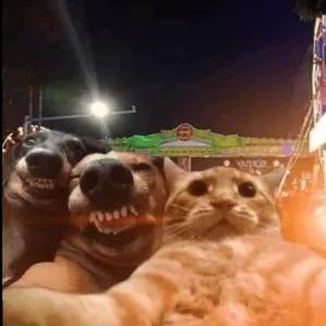 cuVkFr