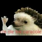 MADRE MIACOMO ESTÁEL PATIO