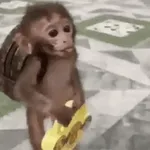 Ai làm được thì làm, tao chịu thua