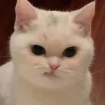 골드브라운 토피넛 라떼